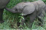 Baby elephant