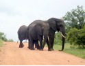 Elephants on road