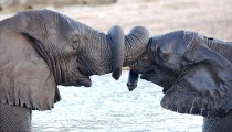 ELEPHANT LOVE – GREETING WITH ENTWINED TRUNKS
