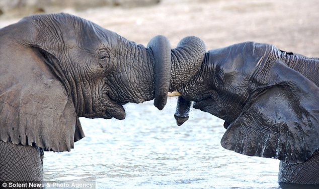 ELEPHANT LOVE – GREETING WITH ENTWINED TRUNKS