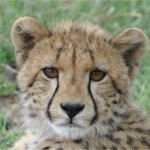 Face of a cheetah